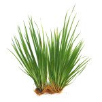 Cyperus helferi_1