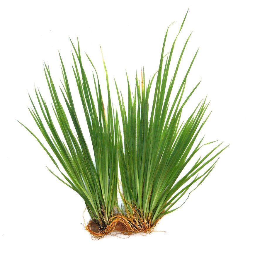 Cyperus helferi_1